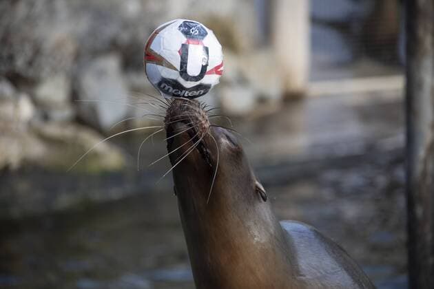 Oracle Astrid at the Zoo Handball WM Cologne Germany Date 18 01 2019