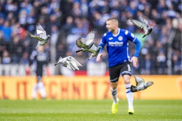 03 03 2019 Football GER Season 2018 2019 2 Bundesliga 24 Matchday DSC Arminia Bielefeld SV Darmstadt 98 in the Schüco Arena in Bielefeld Pigeons fly over the pitch during the match DFL REGULATIONS PROHIBIT ANY USE OF PHOTOGRAPHS AS IMAGE SEQUENCES AND OR QUASI VIDEO Copyright: xKirchner DavidxInderliedx