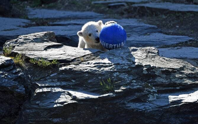Tierpark Berlin Friedrichsfelde the polar bear girl born on 1 December 2018 received today officially the name Hertha in the picture polar bear girl Hertha to the christening there was something to eat and a ball with the inscription Hertha 02 04 2019 Copyright: xMatthiasxKochx