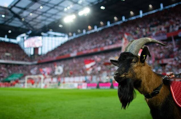 Cologne, 23 08 2019 billy goat Hennes IX 1 FC Cologne Borussia Dortmund DFL regulations prohibit any use of photographs as image sequences and or quasi video