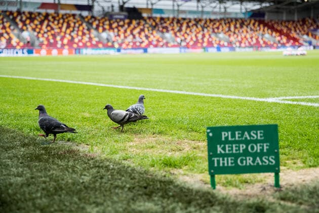 UEFA WOMENS EURO ENGLAND 2022 Germany Spain 12 07 2022 Pigeons pecking on the lawn In front of the sign Please do not enter the lawn UEFA WOMENS EURO ENGLAND 2022 Germany Spain Brentford Community Stadium, London, 12 07 2022 Copyright: xBEAUTIFULxSPORTS Wunderlx