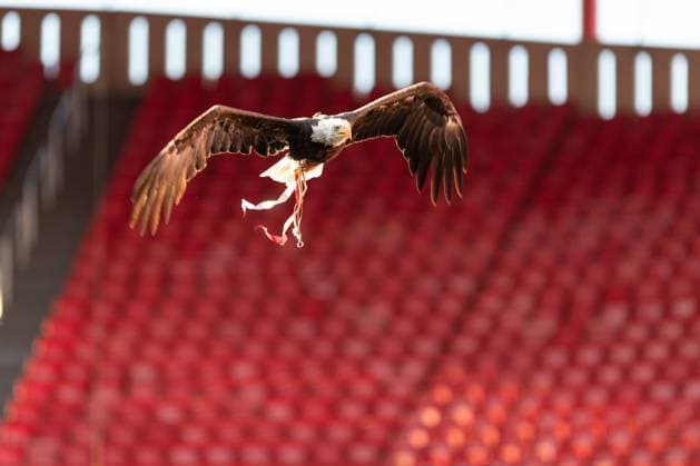 September 5, 2020, Lisbon, Lisbon, Portugal: Eagle VITORIA before the start of the friendly game between Benfica and Stade Rennes at Estadio da Luz Lisbon Portugal - ZUMAs359 20200905_zsp_s359_039 Copyright: xAlexandrexdexSousax