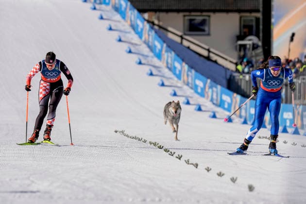 Winter Olympics in Milan Cortina 2026 Val di Fiemme, Italy 20260218 A dog on the trail during the cross country team sprint at Lago di Tesero during the Winter Olympics in Milan Cortina 2026 Photo Terje Pedersen NTB Val di Fiemme Italy EDITORIAL USE ONLY RESTRICTED USE FOR BETTING COMPANIES  Copyright: xTerjexPedersenx xNTBx