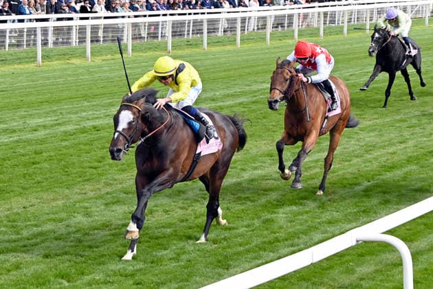 Equestrian sport, gallop, race day in York