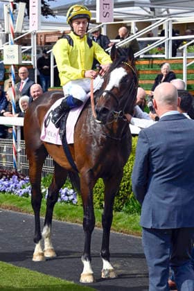 15 05 2026, York, North Yorkshire, GBR Rahiebb with Ray Dawson up after winning the Yorkshire Cup York racecourse horse, jockey, Rahiebb, Dawson, victory 260515C994YORK JPG
