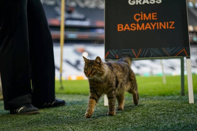 Turkey, Istanbul, Europe Football UEFA Europa League 2025 2026, Final, SC Freiburg vs Aston Villa, Tüpras Stadyumu, Cat on the pitch during SC Freiburgs final training session at Besiktas Istanbul stadium Curious and idyllic snapshot before the European Cup final, stadium atmosphere, grass sports, UEFA, football, media moment, animal on the pitch, preparation, final atmosphere, sports venue, Istanbul Final 2026 Copyright: xJOERANxSTEINSIEKx