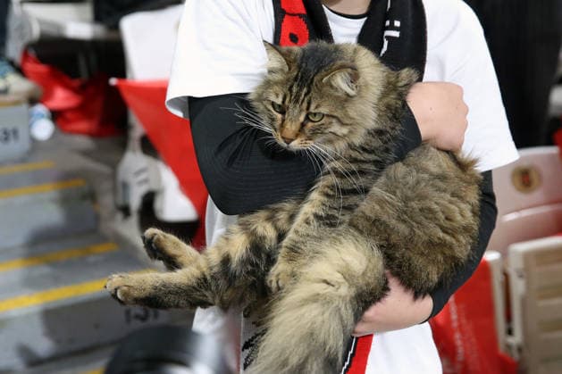 20 05 2026, xrekx, Football Europa League Final 2026, SC Freiburg Aston Villa v l Freiburg fan with a cat on his arm DFL DFB REGULATIONS PROHIBIT ANY USE OF PHOTOGRAPHS as IMAGE SEQUENCES and or QUASI VIDEO Istanbul