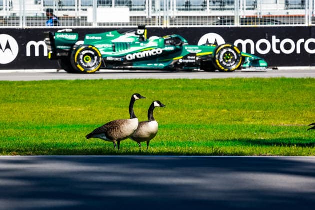 F1 - CANADIAN GRAND PRIX 2026 Geese birds watching STROLL Lance (can), Aston Martin F1 Team Honda AMR26, during the Formula 1 Grand Prix du Canada 2026, 5th round of the 2026 Formula One World Championship, WM, Weltmeisterschaft from May 22 to 24, 2026 on the Circuit Gilles Villeneuve, in MontrÃ al, Canada - MontrÃ alCanada  Copyright: xFLORENTxGOODENx