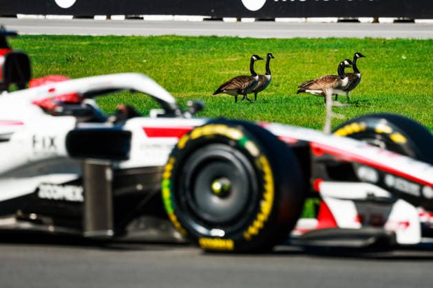 F1 - CANADIAN GRAND PRIX 2026 Geese birds watching OCON Esteban (fra), TGR Haas F1 Team VF-26, action during the Formula 1 Grand Prix du Canada 2026, 5th round of the 2026 Formula One World Championship, WM, Weltmeisterschaft from May 22 to 24, 2026 on the Circuit Gilles Villeneuve, in MontrÃ al, Canada - MontrÃ alCanada  Copyright: xFLORENTxGOODENx