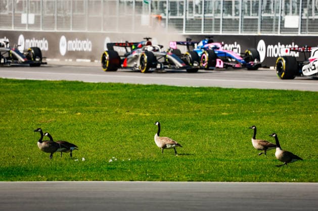 F1 - CANADIAN GRAND PRIX 2026 Geese goose birds BORTOLETO Gabriel (bra), Audi F1 Team R26, GASLY Pierre (fra), Alpine F1 Team A526, during the Formula 1 Grand Prix du Canada 2026, 5th round of the 2026 Formula One World Championship, WM, Weltmeisterschaft from May 22 to 24, 2026 on the Circuit Gilles Villeneuve, in MontrÃ al, Canada - MontrÃ alCanada  Copyright: xFLORENTxGOODENx