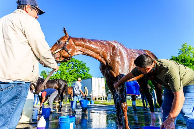 June 3, 2026, USA: Horses bathe at Saratoga Racecourse in Saratoga Springs, New York on June 3, 2026. Eclipse Sportswire CSM Horse Racing 2026: Belmont Stakes Preparations JUN 3  - ZUMAcs17 20260603_faf_cs17_022 Copyright: x CarlosxJ.xCalox