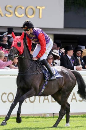 June 17, 2026, Ascot, Windsor, GBR Point of Law with James Doyle Ascot Racecourse Horse, Jockey, Point of Law, Doyle, Warm-up 260617D065xROYAL ASCOT JPG