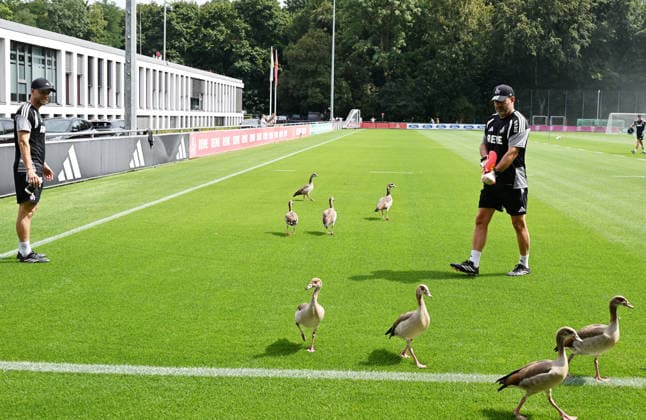 August 3, 2026, xophax, Soccer, Bundesliga 1, 1. FC Köln Training at the Geissbockheim of 1. FC Köln Geese on the field 1. Head coach Renà Wagner (left) and goalkeeper coach Peter Greiber, both of 1. FC Köln