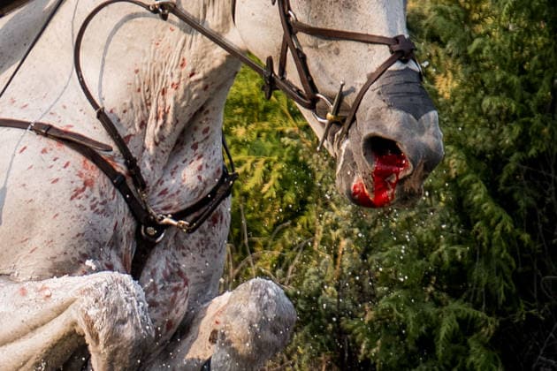 260815 Horse Rocket Man with blood on the mule during the Eventing Cross Country on Day 5 of the 2026 FEI World Championships on August 15, 2026 in Aachen. Photo by Emma Wallskog. BILDBYRAN code EW EW0685 equestrian sports riding 2026 World Championships 2026 FEI World Championships bbeng equestrian sports World Championships eventing cross-country riding cross-country injury blood genre blood  Copyright: EMMAxWALLSKOG BB260815EW004
