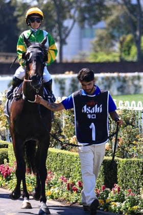 26th September 2026; Rosehill Gardens Racecourse, Sydney, Australia; Yulong Golden Rose Day Horse Racing; Asahi Super Dry Colin Stephen Quality, So You Are, trained by Bjorn Baker, Jockey Rachel King during the pre-race parade KevinxManning