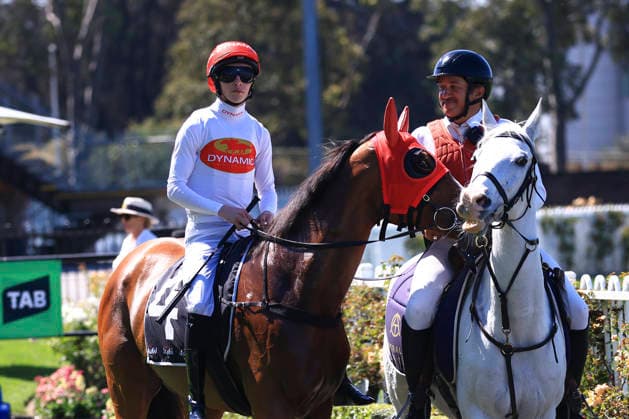 26th September 2026; Rosehill Gardens Racecourse, Sydney, Australia; Yulong Golden Rose Day Horse Racing; Asahi Super Dry Colin Stephen Quality, Amplify, trained by Ciaron Maher, Jockey Zac Tanner Lloyd during the pre-race parade KevinxManning