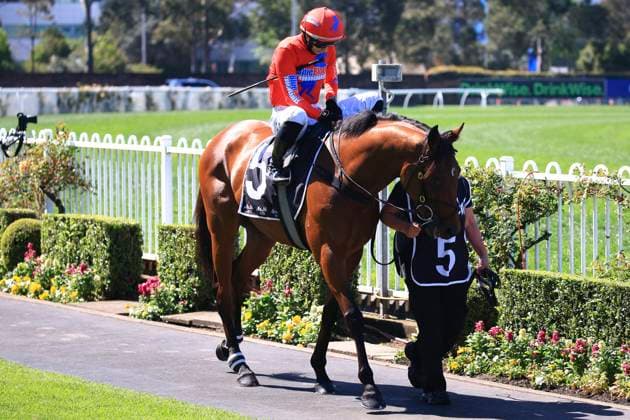 26th September 2026; Rosehill Gardens Racecourse, Sydney, Australia; Yulong Golden Rose Day Horse Racing; Asahi Super Dry Colin Stephen Quality, Fernao, trained by Annabel &amp; Rob Archibald, Jockey Alysha B Collett during the pre-race parade KevinxManning
