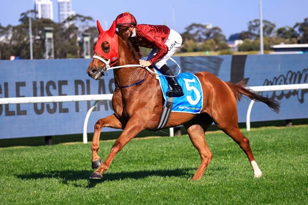 26th September 2026; Rosehill Gardens Racecourse, Sydney, Australia; Yulong Golden Rose Day Horse Racing; Racingsports.com.au Golden Pendant, Ahha Ahha, trained by Chris Waller, Jockey Jason Richard Collett canters to the starting stalls KevinxManning