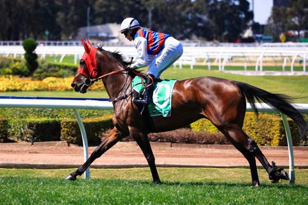 26th September 2026; Rosehill Gardens Racecourse, Sydney, Australia; Yulong Golden Rose Day Horse Racing; Tab Highway Handicap, Street Force, trained by Scott Singleton, Jockey Mikayla Weir canters to the starting barrier KevinxManning