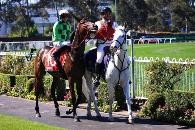 26th September 2026; Rosehill Gardens Racecourse, Sydney, Australia; Yulong Golden Rose Day Horse Racing; Toyota Forklifts Handicap, Anthracite, trained by Joseph Pride, Jockey Andrew Adkins during the pre-race parade KevinxManning