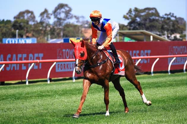26th September 2026; Rosehill Gardens Racecourse, Sydney, Australia; Yulong Golden Rose Day Horse Racing; Toyota Forklifts Handicap, Mister Rizz, trained by John O Shea &amp; Tom Charlton, Jockey Zac Tanner Lloyd canters to the starting stalls KevinxManning