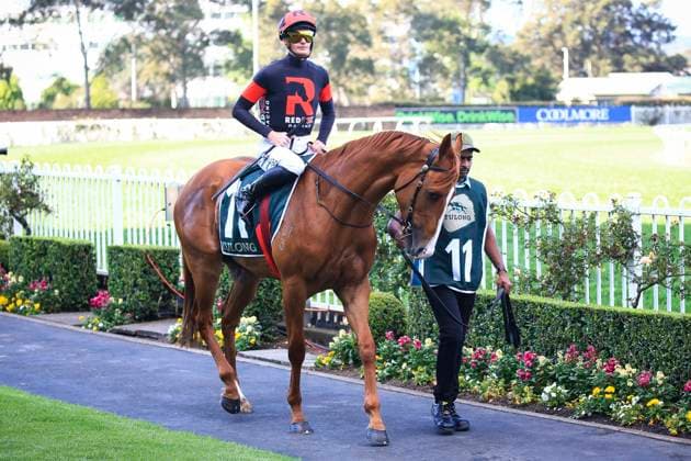 26th September 2026; Rosehill Gardens Racecourse, Sydney, Australia; Yulong Golden Rose Day Horse Racing; Yulong Golden Rose, Plagiarism, trained by Gai Waterhouse &amp; Adrian Bott, Jockey Regan Bayliss during the pre-race parade KevinxManning