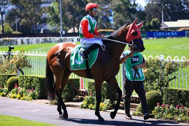 26th September 2026; Rosehill Gardens Racecourse, Sydney, Australia; Yulong Golden Rose Day Horse Racing; Tab Highway Handicap, Restless Spirit, trained by Keith Dryden &amp; Libby Snowden, Jockey Ashley Morgan during the pre-race parade KevinxManning