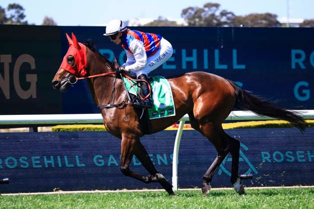 26th September 2026; Rosehill Gardens Racecourse, Sydney, Australia; Yulong Golden Rose Day Horse Racing; Tab Highway Handicap, Street Force, trained by Scott Singleton, Jockey Mikayla Weir canters to the starting barrier KevinxManning