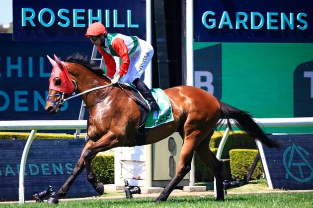 26th September 2026; Rosehill Gardens Racecourse, Sydney, Australia; Yulong Golden Rose Day Horse Racing; Tab Highway Handicap, Restless Spirit, trained by Keith Dryden &amp; Libby Snowden, Jockey Ashley Morgan canters to the starting barrier KevinxManning
