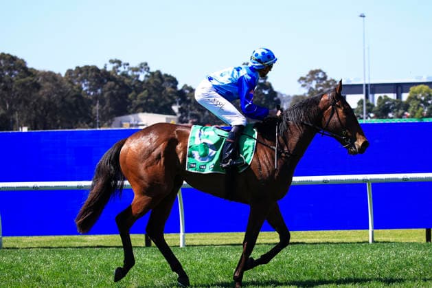 26th September 2026; Rosehill Gardens Racecourse, Sydney, Australia; Yulong Golden Rose Day Horse Racing; Tab Highway Handicap, Bluish Hue, trained by Matthew Dunn, Jockey Nash Rawiller trots to the winners circle KevinxManning