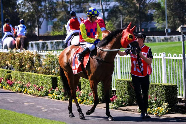 26th September 2026; Rosehill Gardens Racecourse, Sydney, Australia; Yulong Golden Rose Day Horse Racing; Toyota Forklifts Handicap, Savisanta, trained by Chris Waller, Jockey Kerrin McEvoy during the pre-race parade KevinxManning