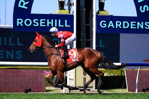 26th September 2026; Rosehill Gardens Racecourse, Sydney, Australia; Yulong Golden Rose Day Horse Racing; Toyota Forklifts Handicap, Mukhtalif, trained by Ciaron Maher, Jockey Tommy Berry canters to the starting stalls KevinxManning