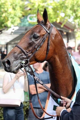September 27, 2026, Cologne, North Rhine-Westphalia, GER Portrait of Goliath at the Cologne Weidenpesch Racetrack Horse, Goliath, Portrait 260927SG995KOELN JPG