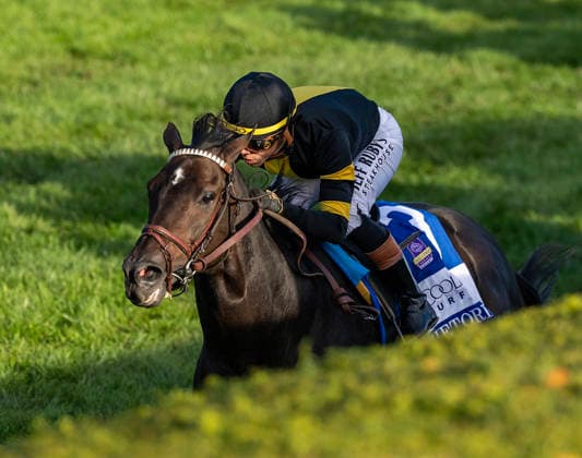 October 3, 2026, Lexington, Ky, USA: Rhetorical (3) ridden by Irad Ortiz Jr. wins the Coolmore Turf Mile on October 3, 2026. Candice Chavez Eclipse Sportswire CSM Lexington USA - ZUMAcs17 20261003_faf_cs17_135 Copyright: x {Serialx