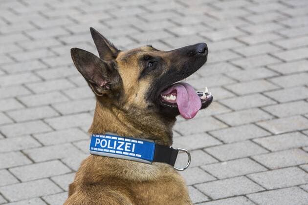 Polizeihund, belgischer Schäferhund, mit Polizeihalsband. Schutzhund, Spürhund.