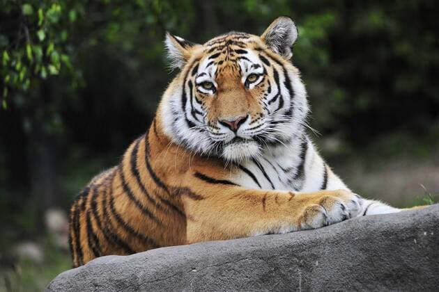Sibirischer Tiger Weibchen Maruschka Tierpark Hagenbeck Hamburg 02 06 2015 Tierpark