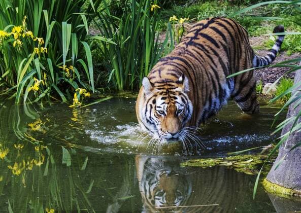 Tiger Weibchen Maruschka sucht im Wasser ihren verstorbenen Partner den Kater Lailek er schwamm so gerne Tierpark Hagenbeck in Hamburg 11 06 2015