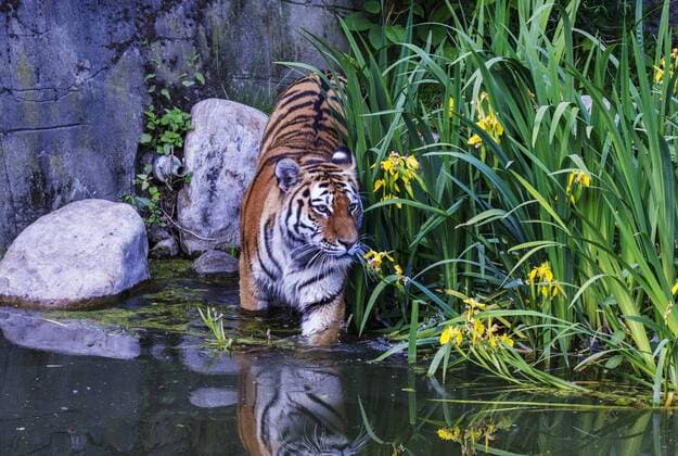 Tiger Weibchen Maruschka sucht im Wasser ihren verstorbenen Partner den Kater Lailek er schwamm so gerne Tierpark Hagenbeck in Hamburg 11 06 2015