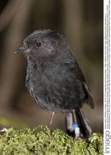Karure ist Neuseelands Vogel des Jahres, Archivbilder Male Chatham Island black robin (Petroica traversi) perched on a mossy log. Caravan Bush, Pitt Island, Chatham Islands, New Zealand, November. Endangered species.  1472542 BrentxxStephenson