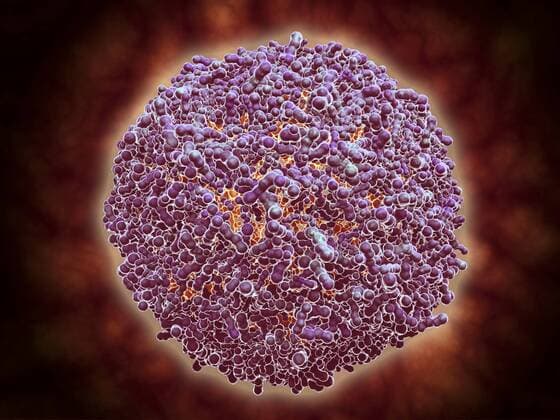Microscopic view of Sindbis virus (SINV). SINV is a mosquito-borne virus that causes rash and arthritis, has been causing outbreaks in humans  Copyright: StocktrekxImages STK701014H