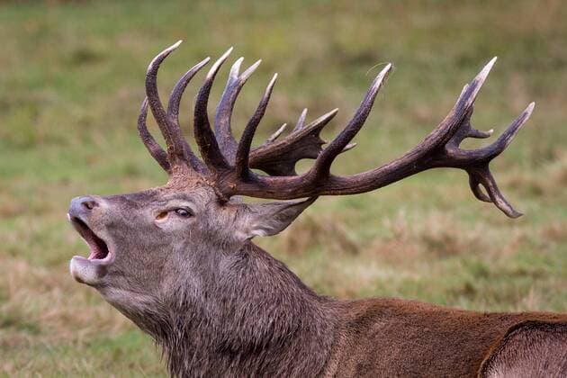 October 2, 2016 - London, London, UK - London, UK. A male deer calls out at first light in Richmond Park on Sunday morning. The deer are in rutting season, where they are mating are particularly aggressive towards each other. London UK - ZUMAl94_