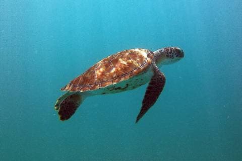 Turtles in the water when snorkeling at the Browns Beach on Carlisle Bay, Barbados 16 01 2018 snorkeling on Barbados with MSC Fantasia