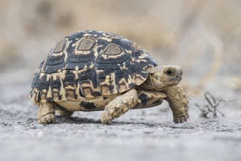 Santos tortoise Kinixys spekii Nxai Pan National Park Ngamiland district Botswana Africa Copyright: imageBROKER/MatthiasxGraben ibxdrn04628894.jpg
