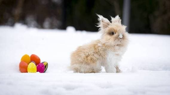 Pekingteddy Rabbit Teddy 4 am 29 March 2018 in the snow Easter in the snow 29 03 18 Scharbeutz Schleswig Holstein Germany Copyright: xAgentur54Gradx xFelixxKoenigx