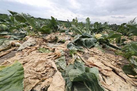 Ronnenberg vegetable farmer Thomas Scheu in front of dried cauliflower plants drought dryness farmer