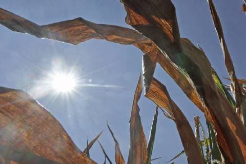 Dried corn seen in the district Lehrte near Hannover on 03 0 2018