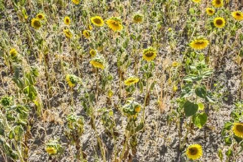 06 08 18 Hanover sunflower dryness drought heat