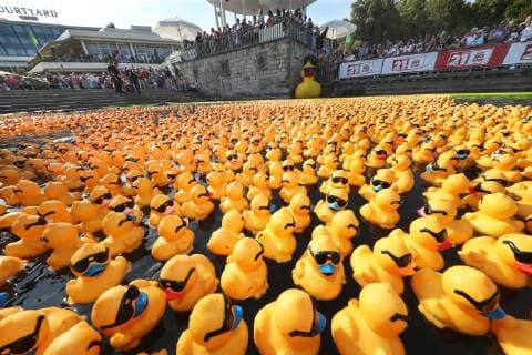 Hanover Maschseefest It is Hanovers largest charity event the duck race of the North German marrow and stem cell donor register NKR for Maschseefest 5000 ducks were at the start