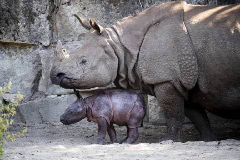 The newborn rhinoceros, which has not got a name yet, is photographed with the Batshit cow Betty in Tierpark Berlin on 6th August 2018 The youngster is the seventh cub what Betty brings to the world Youngsters at Panzernashoerne in Tierpark Berlin