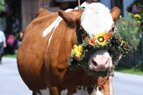 Almabtrieb 2017 on 17 09 2018 Filzmoos The partially decorated animals will be led by the farmers through the streets of the community Filzmoos on 17 09 2018 The animals will spend the winter in the stables of the farms xRx